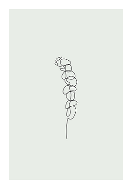 Eukalyptus Blomma Poster